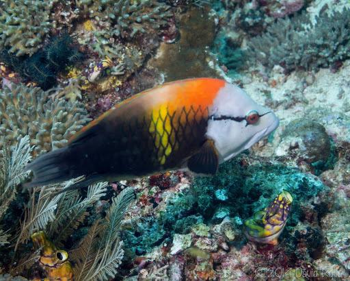 Épibule gourami