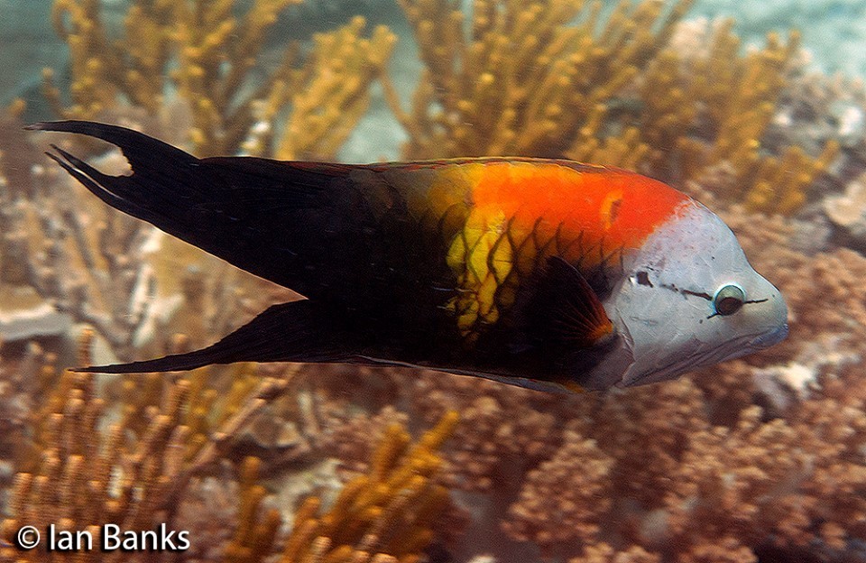 Épibule gourami