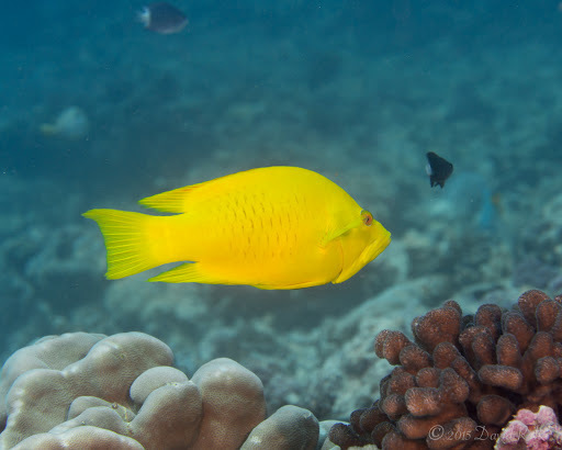 Épibule gourami