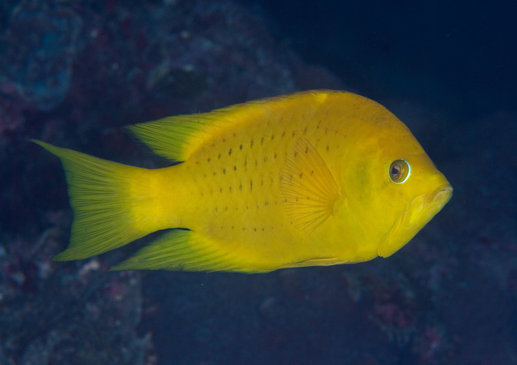 Épibule gourami