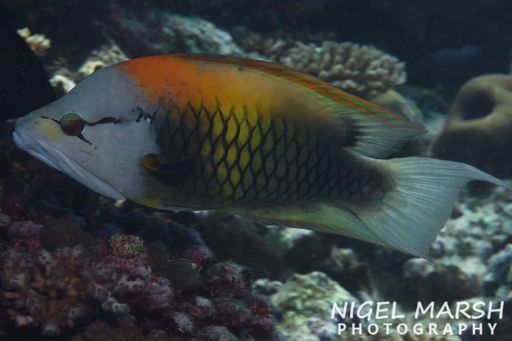 Épibule gourami