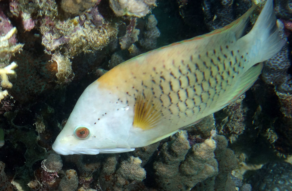 Épibule gourami