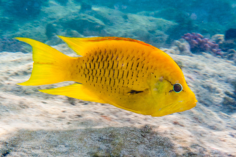 Épibule gourami