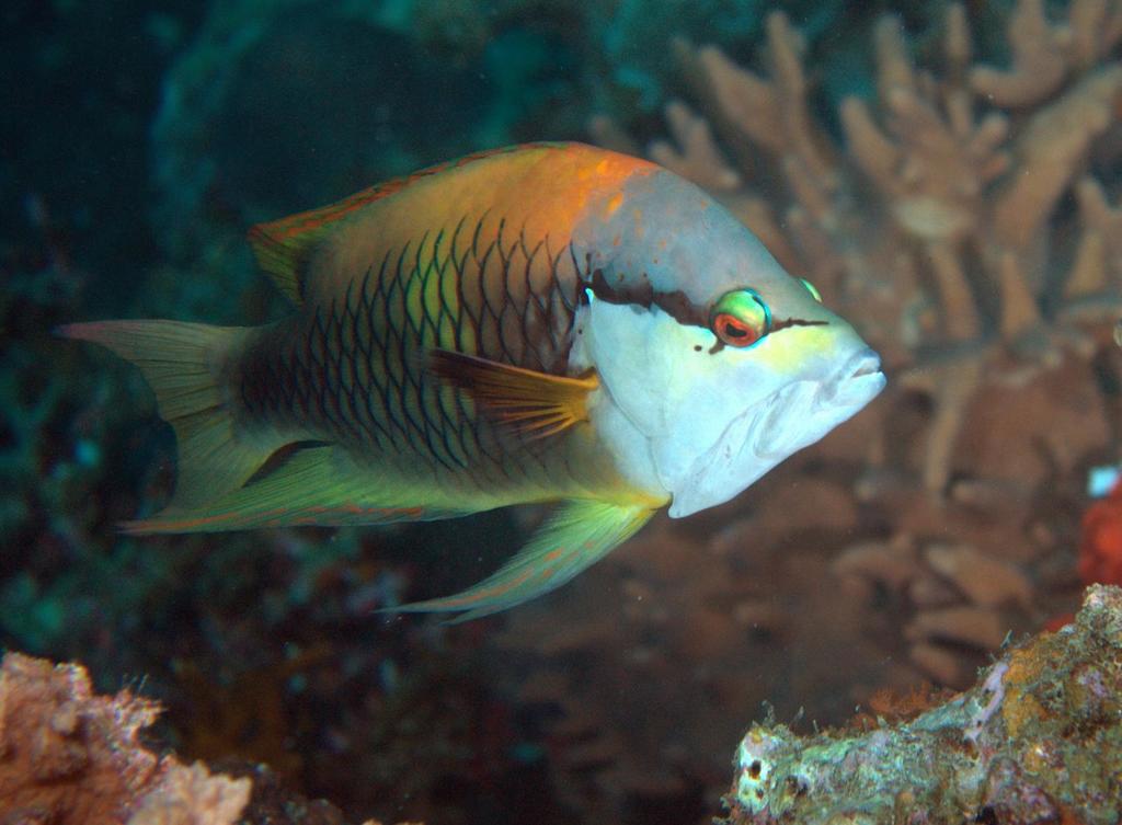 Épibule gourami