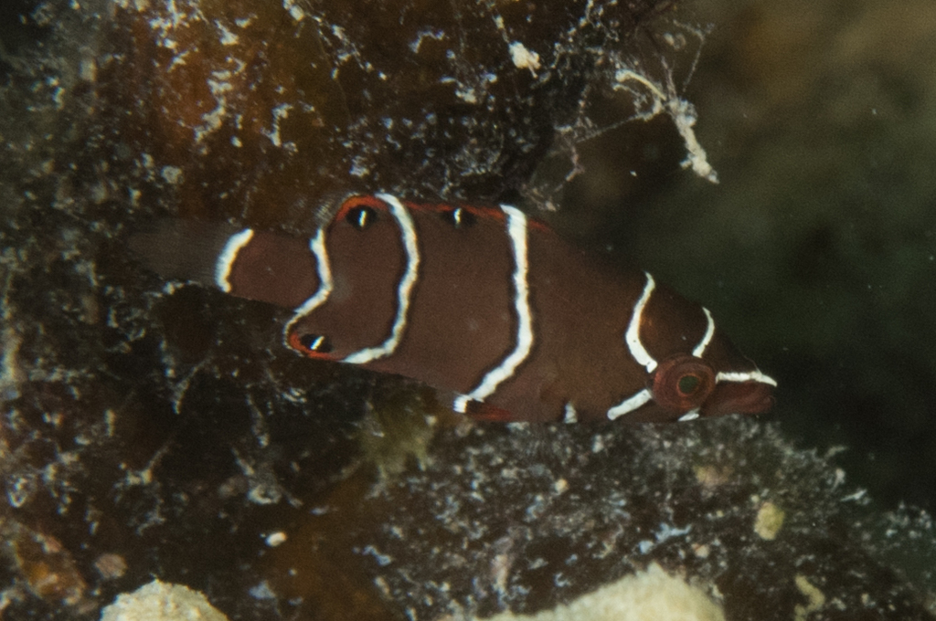 Épibule gourami