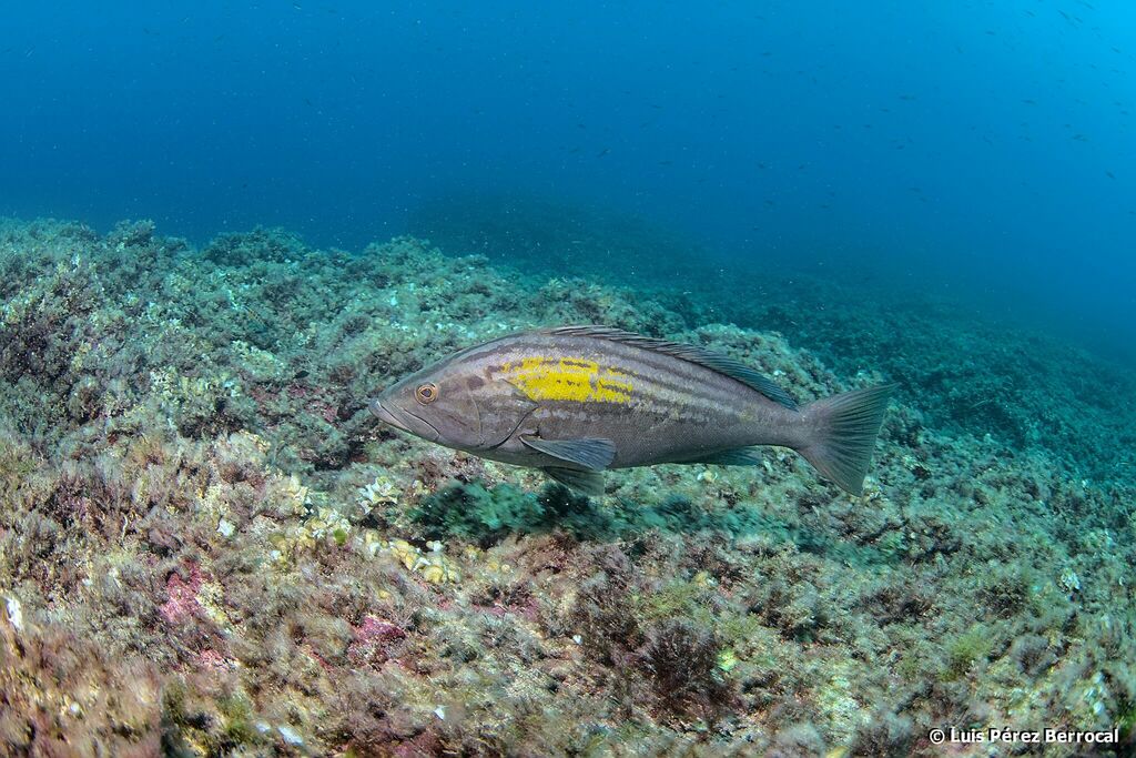 Gold Blotch Grouper