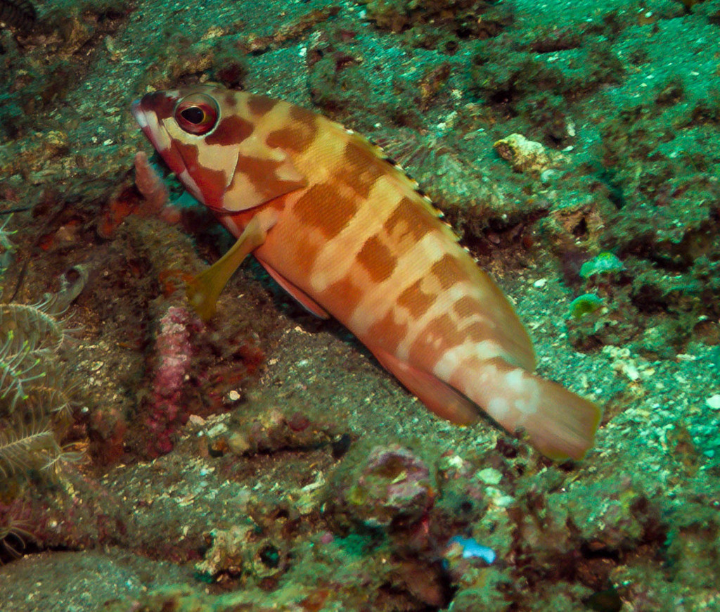 Blacktip Grouper