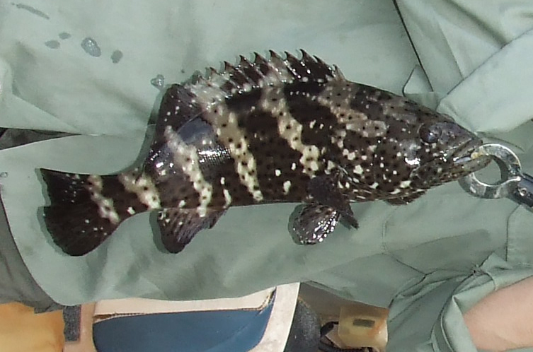 Mérou de Malabar