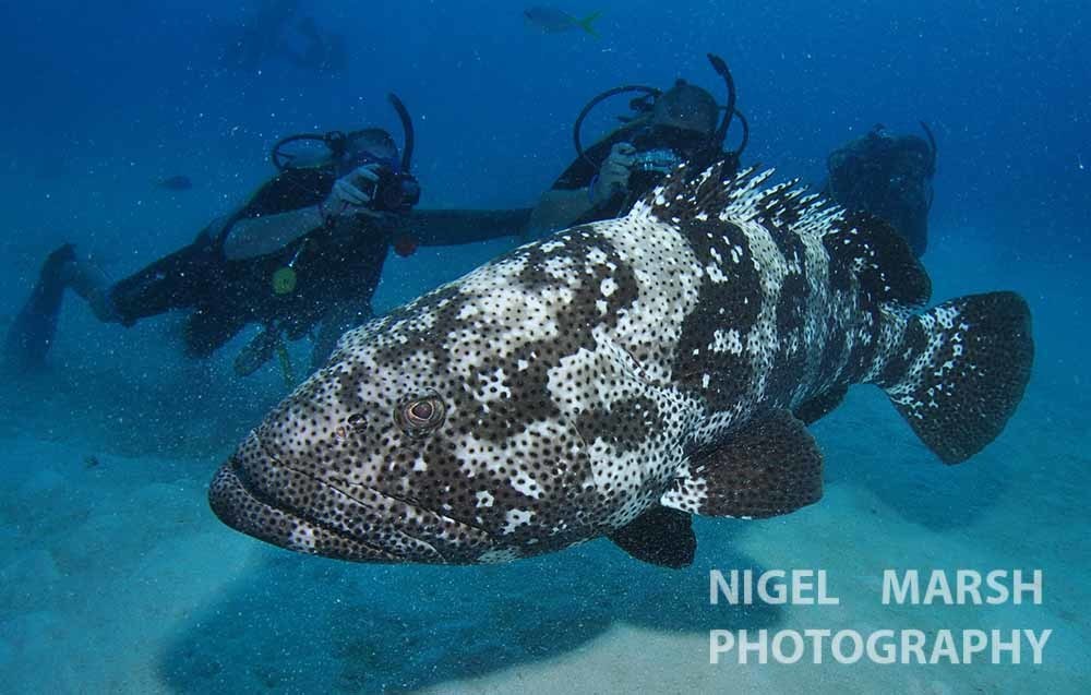 Malabar Grouper