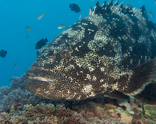 Mérou de Malabar