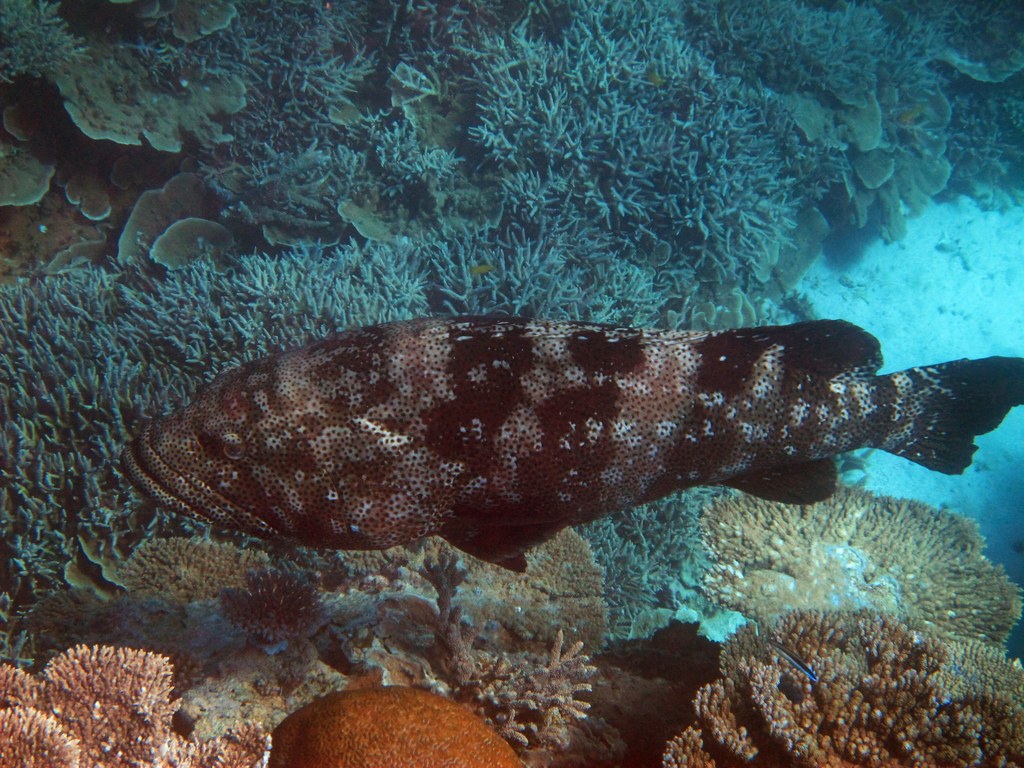 Mérou de Malabar