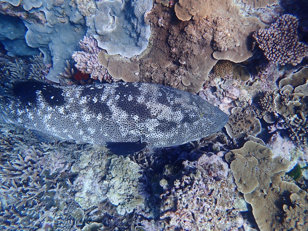 Mérou de Malabar