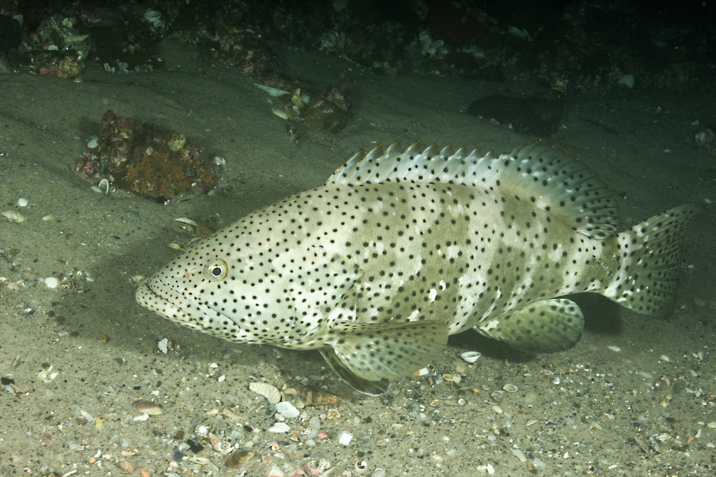 Mérou de Malabar