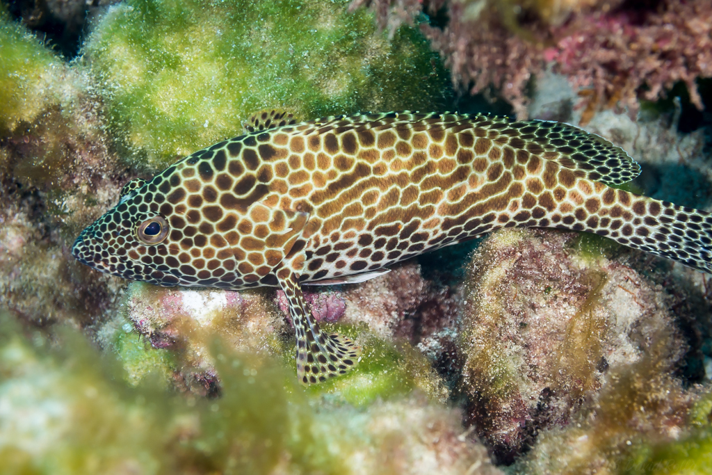 Honeycomb Grouper
