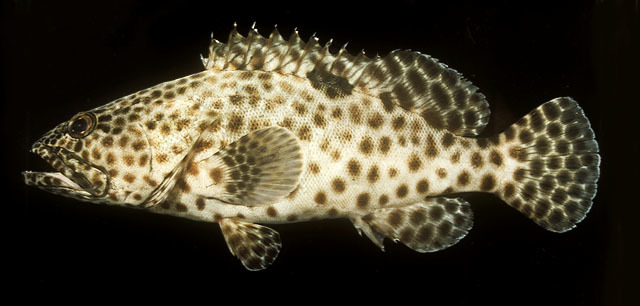 Mérou loutre