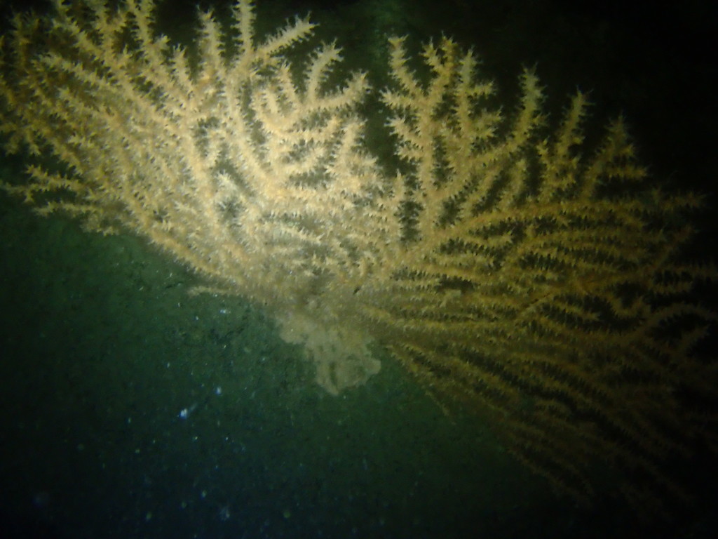 Pink Sea Fan