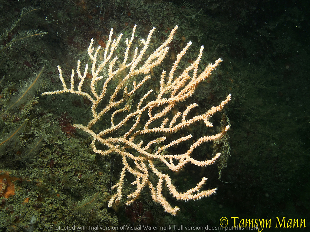 Pink Sea Fan