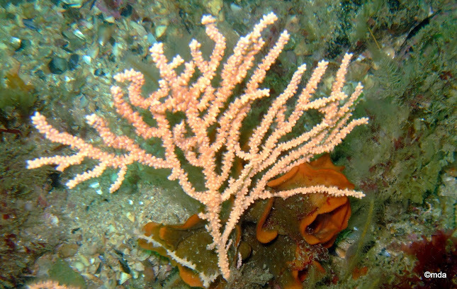Pink Sea Fan