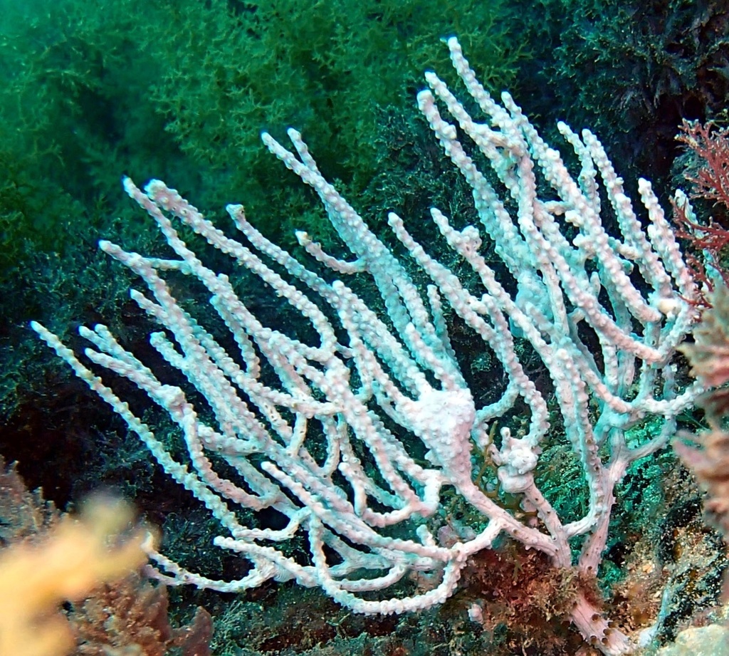 Pink Sea Fan
