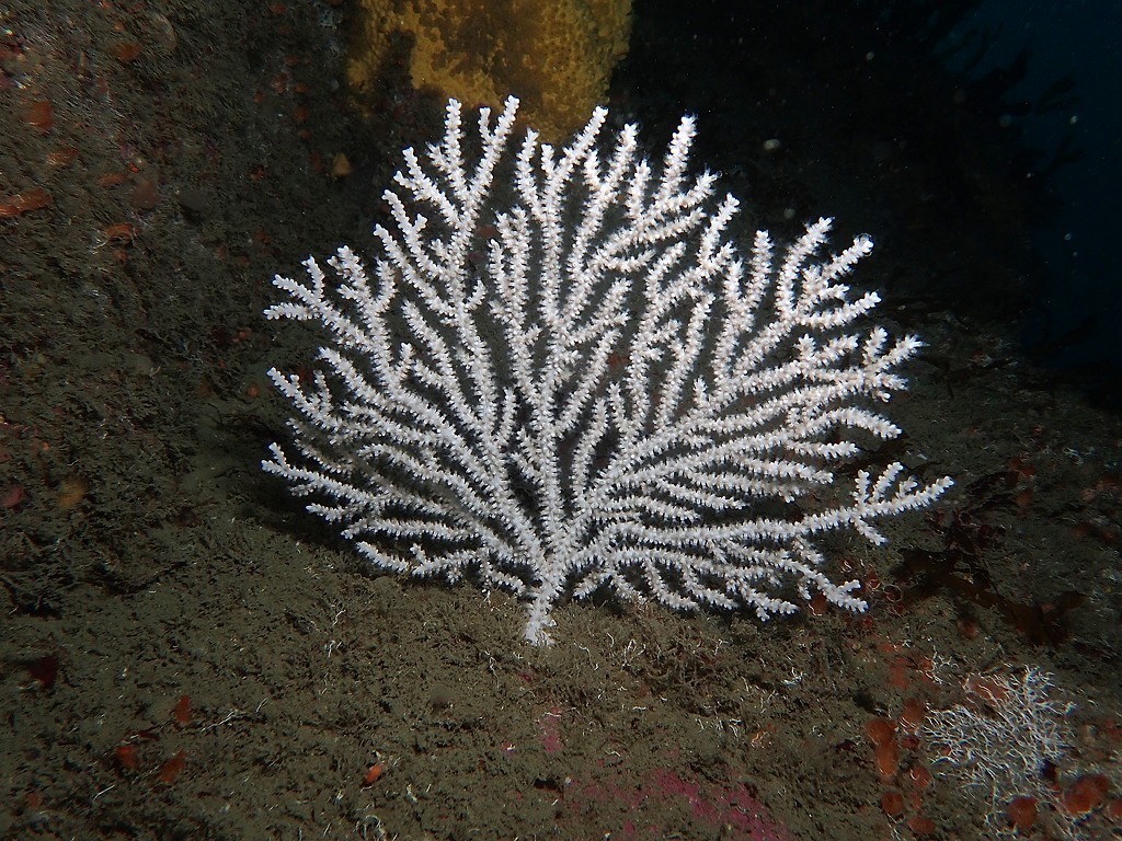 Pink Sea Fan