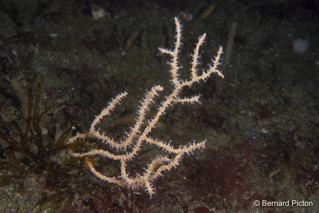 Pink Sea Fan