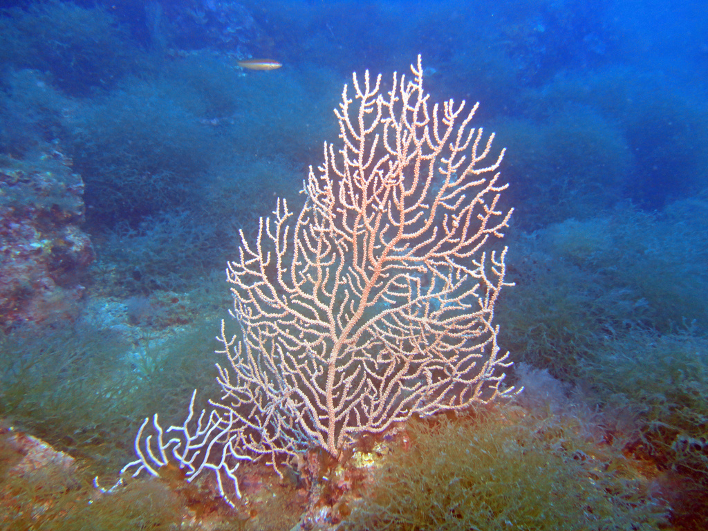 Pink Sea Fan