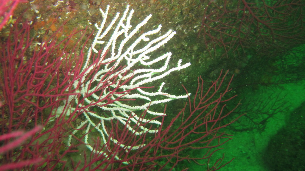 Pink Sea Fan