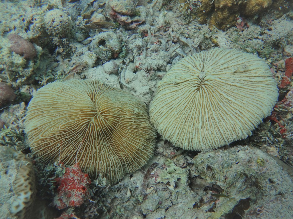 Corail champignon