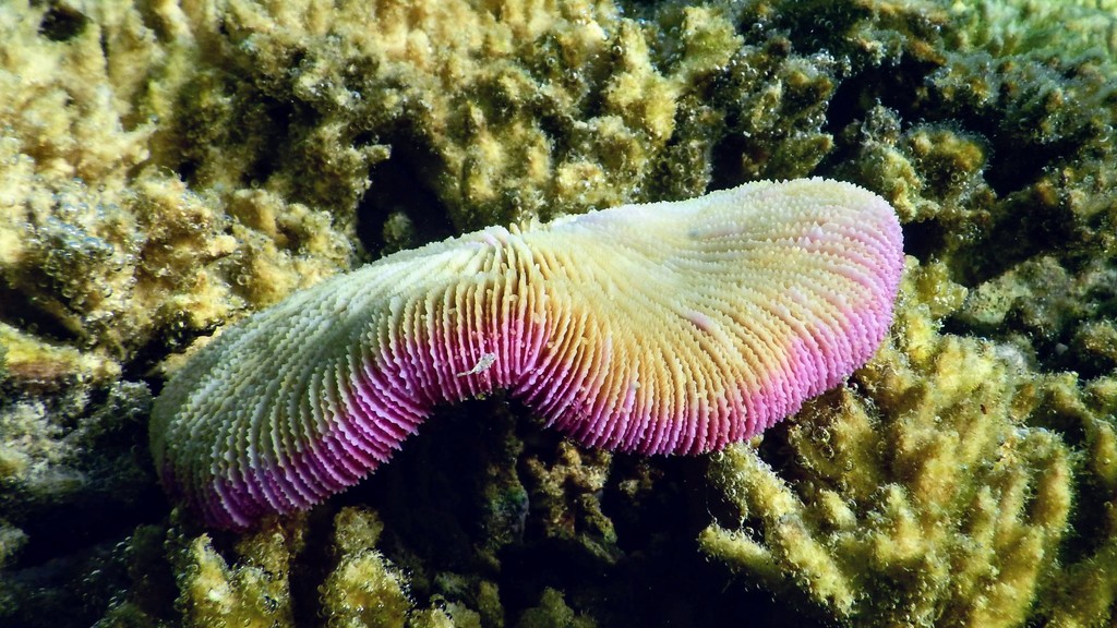 Corail champignon