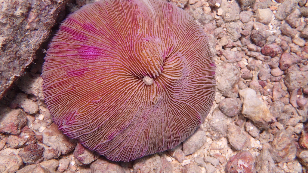 Corail champignon
