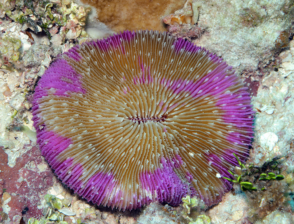 Common Mushroom Coral