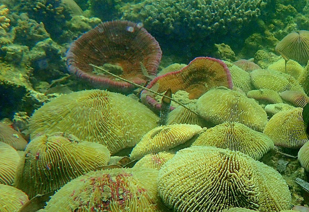 Corail champignon