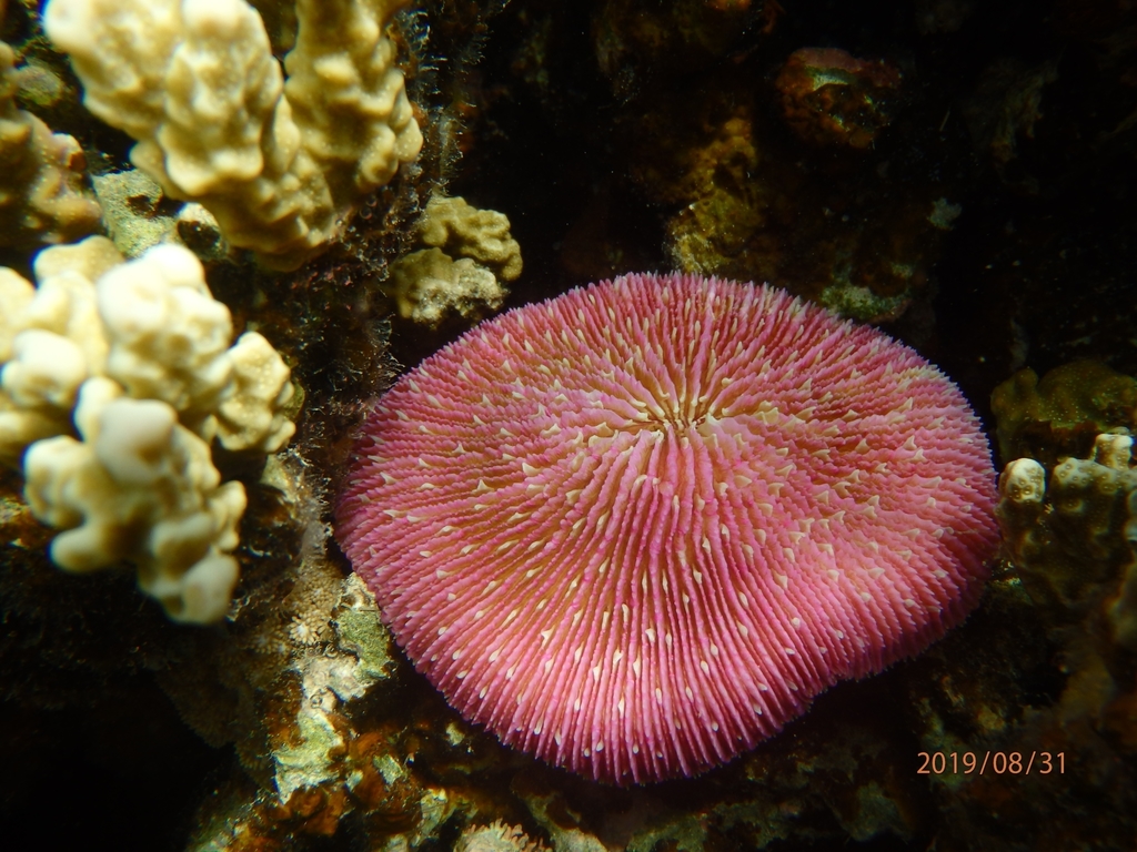 Corail champignon