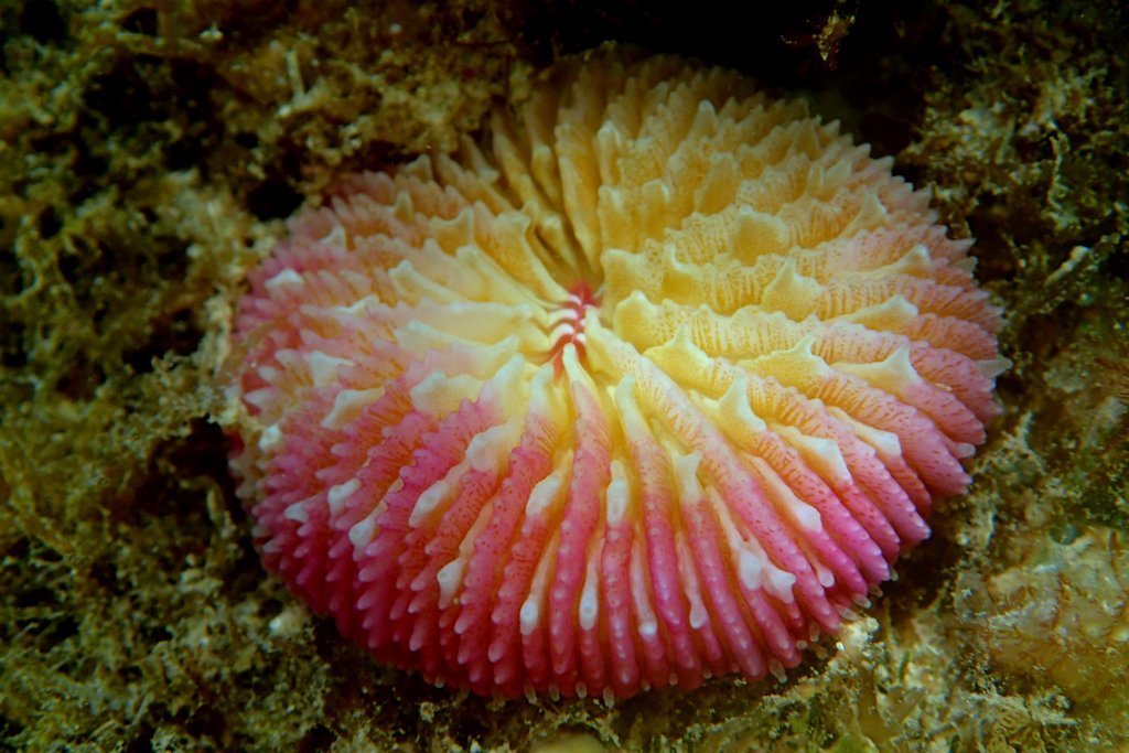 Corail champignon