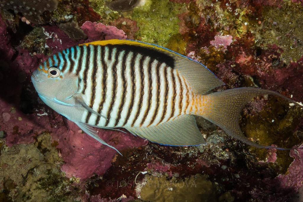 Zebra Angelfish