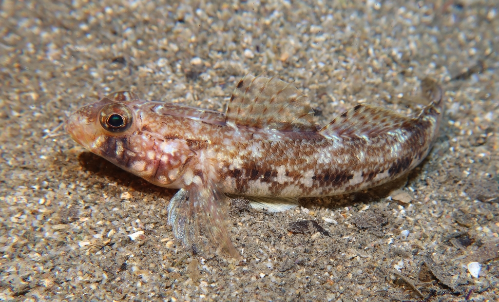 Slender Goby