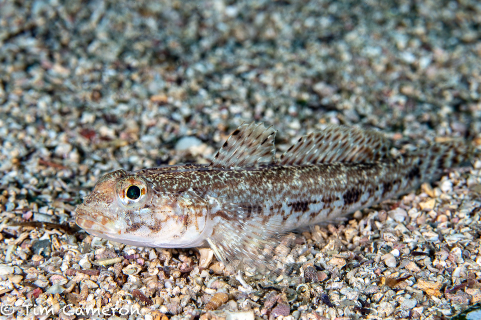Slender goby