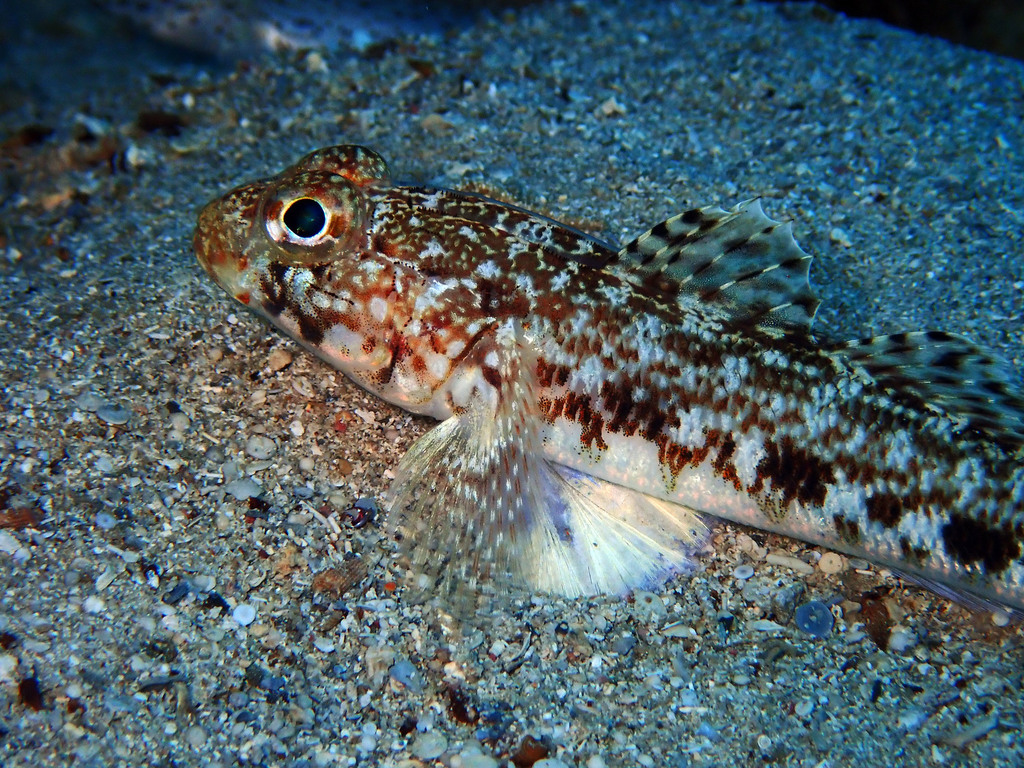 Slender Goby