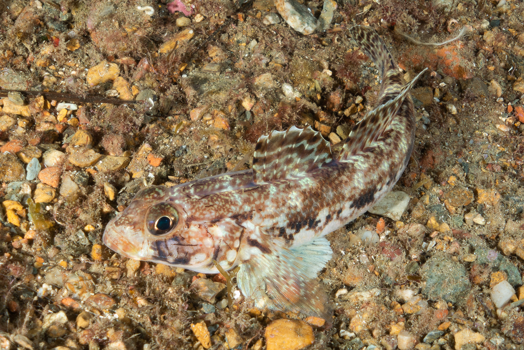 Slender Goby