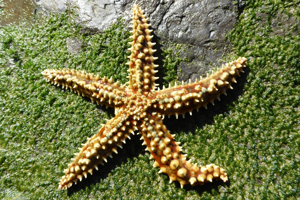 Étoile de mer glaciaire