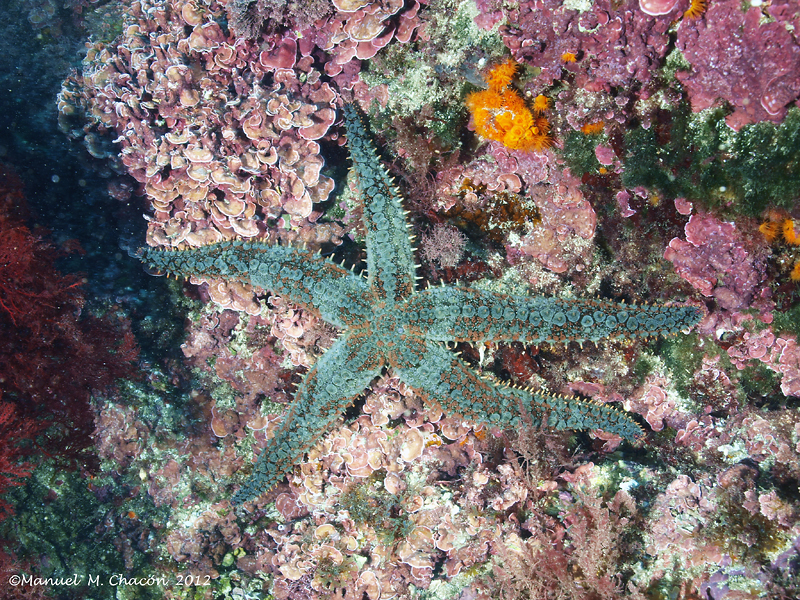 Spiny Starfish