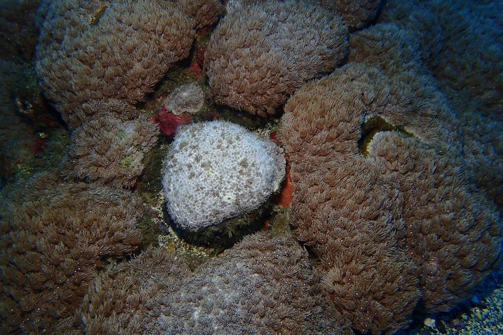 Flowerpot coral