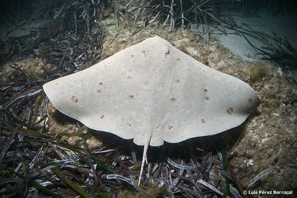 Spiny Butterfly Ray