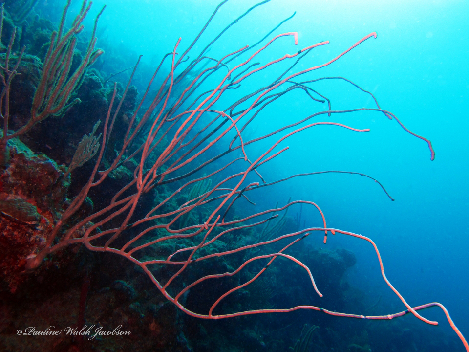 Long sea whip
