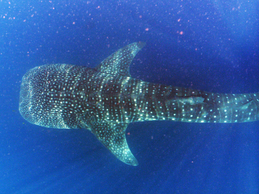 Requin-baleine