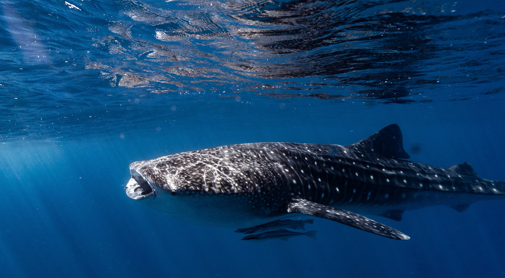 Requin-baleine
