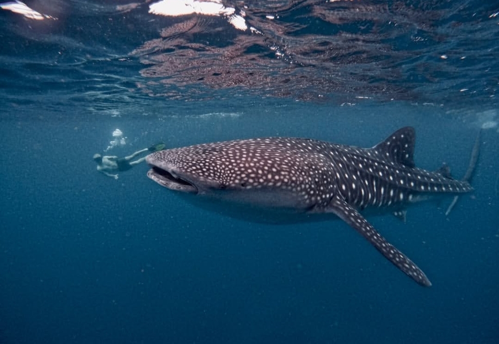 Requin-baleine