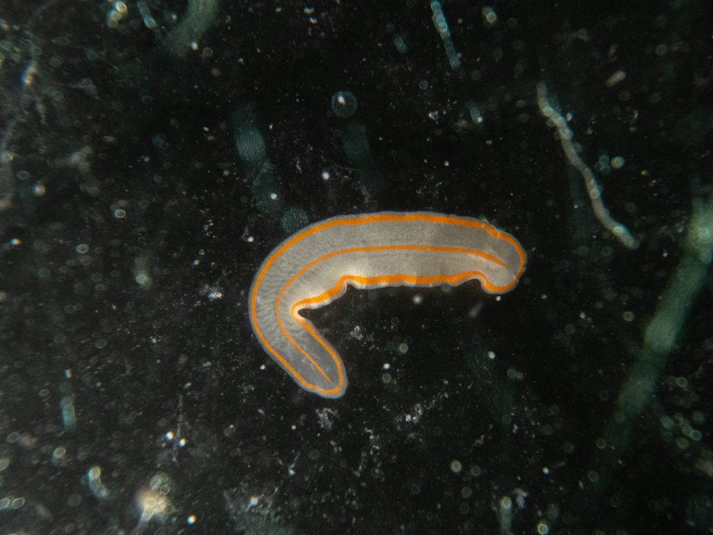 Three red line ribon worm