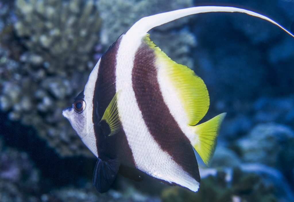 Poisson-cocher commun