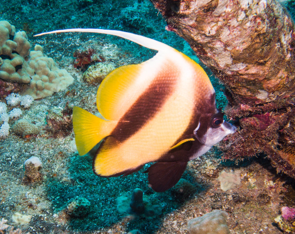 Red Sea Bannerfish